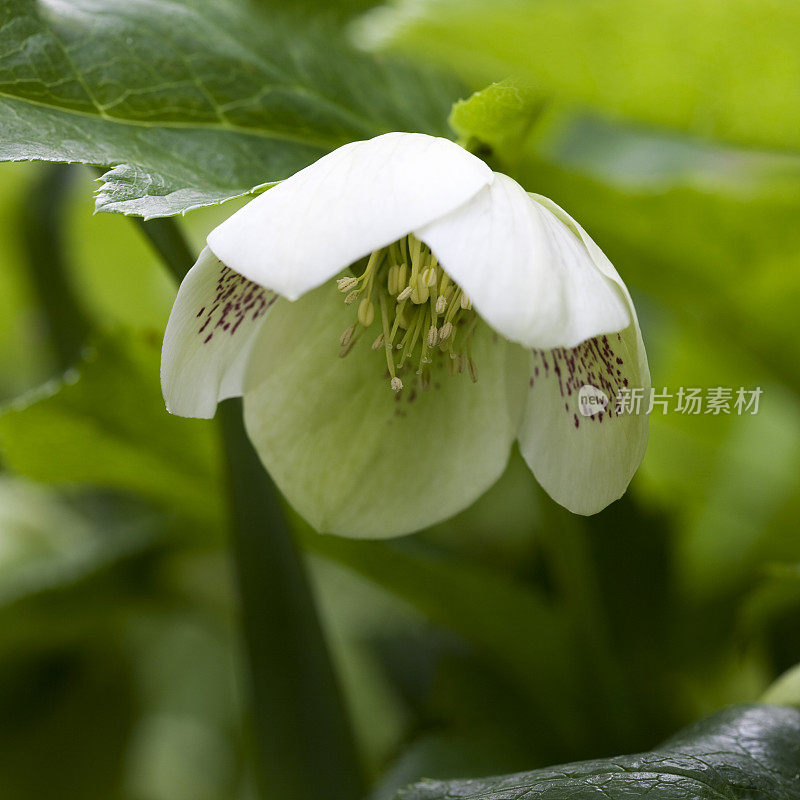 Hellebore, Christrose -圣诞玫瑰